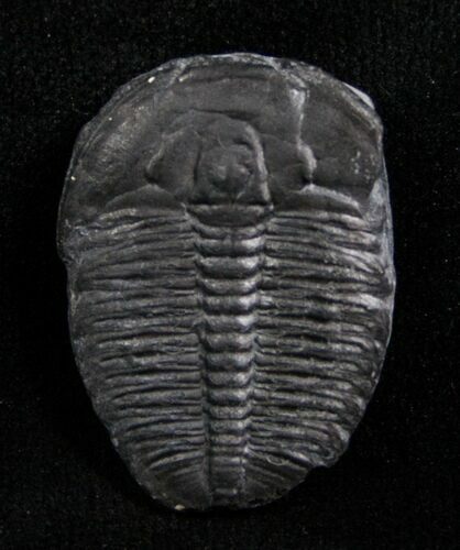 Loose Elrathia Kingii Trilobite #4759